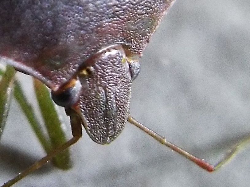 Pentatomidae: Nezara viridula scura